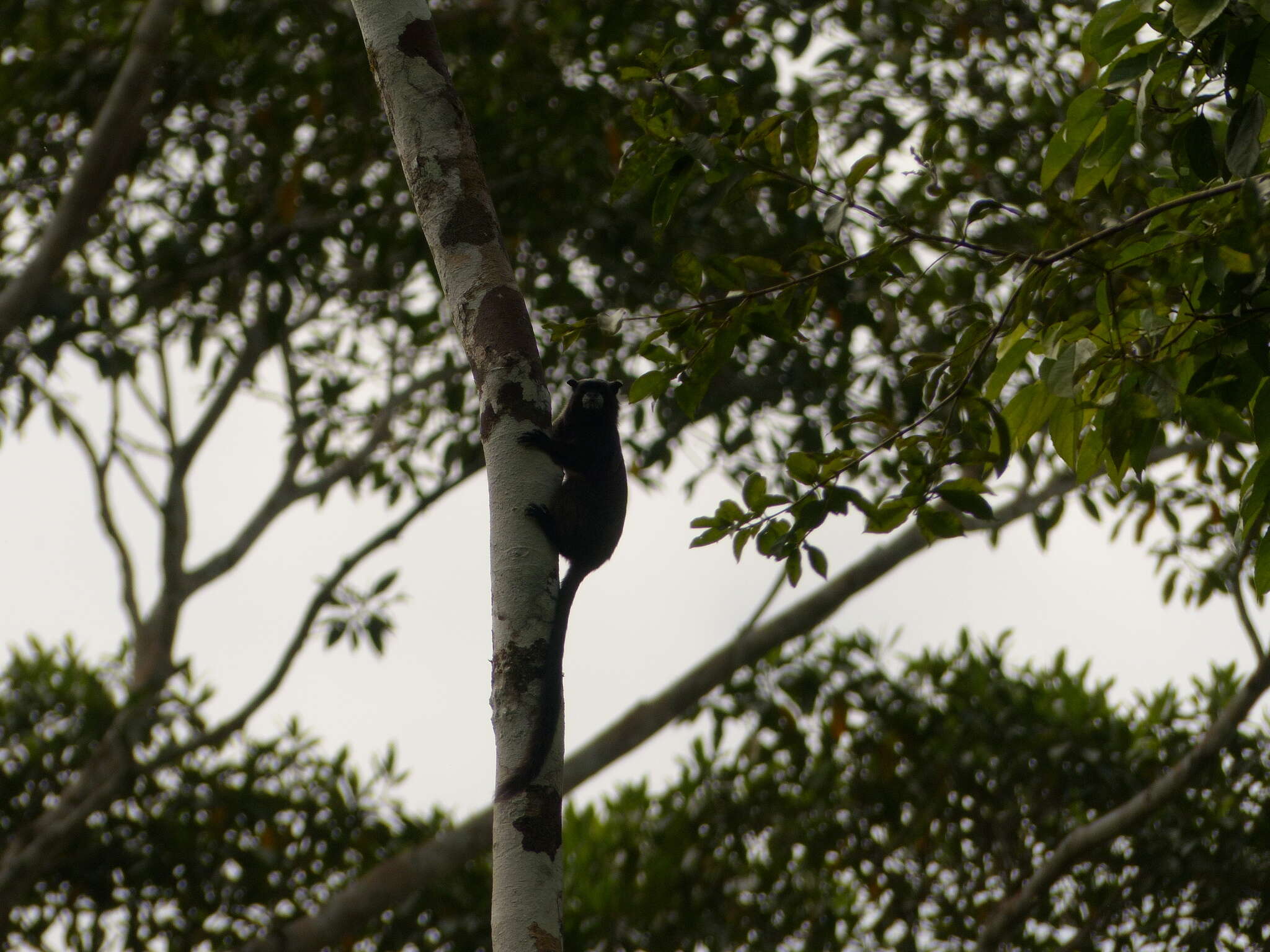 Image of Black-mantled tamarin