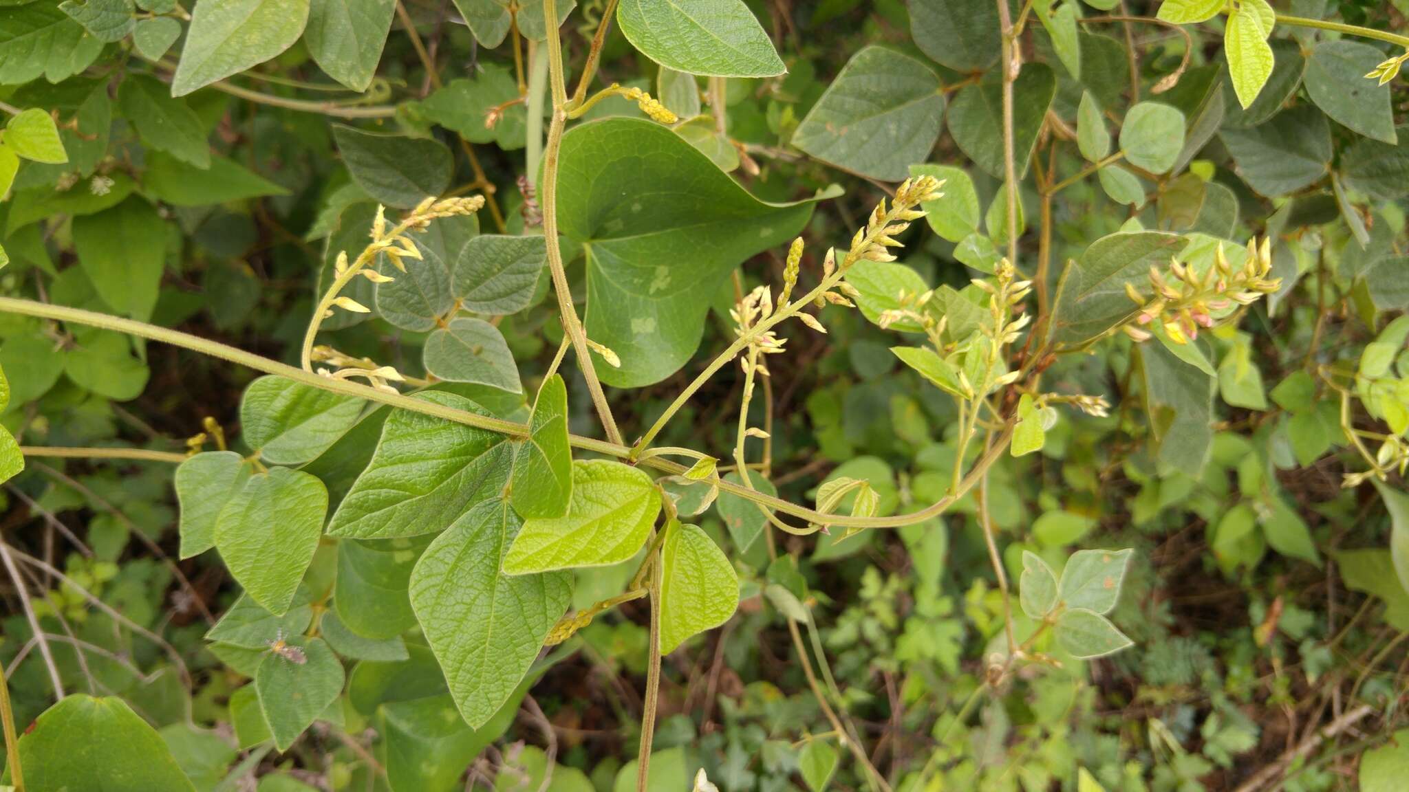 Image of Rhynchosia longeracemosa M. Martens & Galeotti