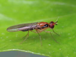 Image of Chamaepsila longipennis