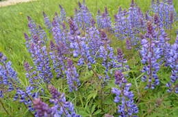 Image of sundial lupine