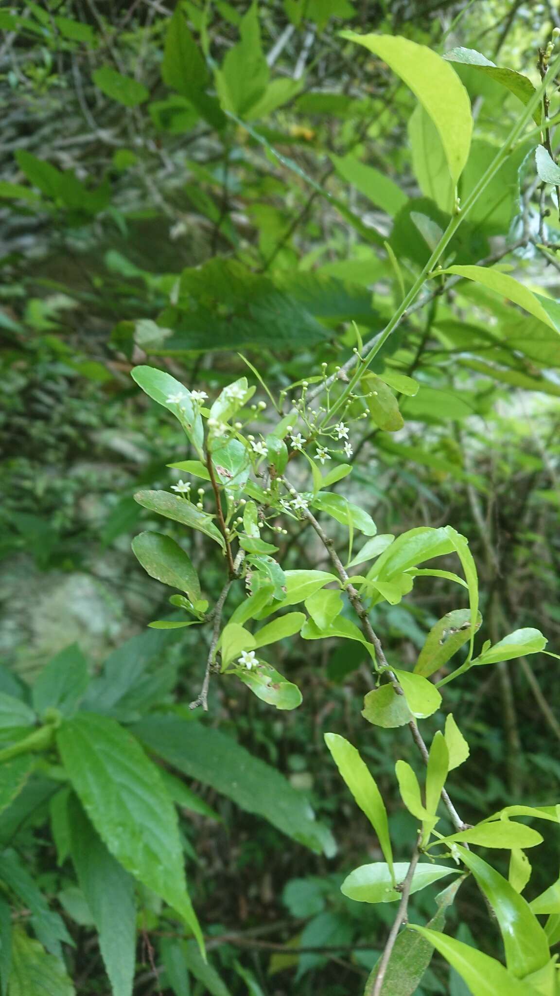 Image of Gymnosporia diversifolia Maxim.