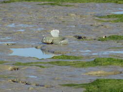 Image of Blue-spotted mud-hopper