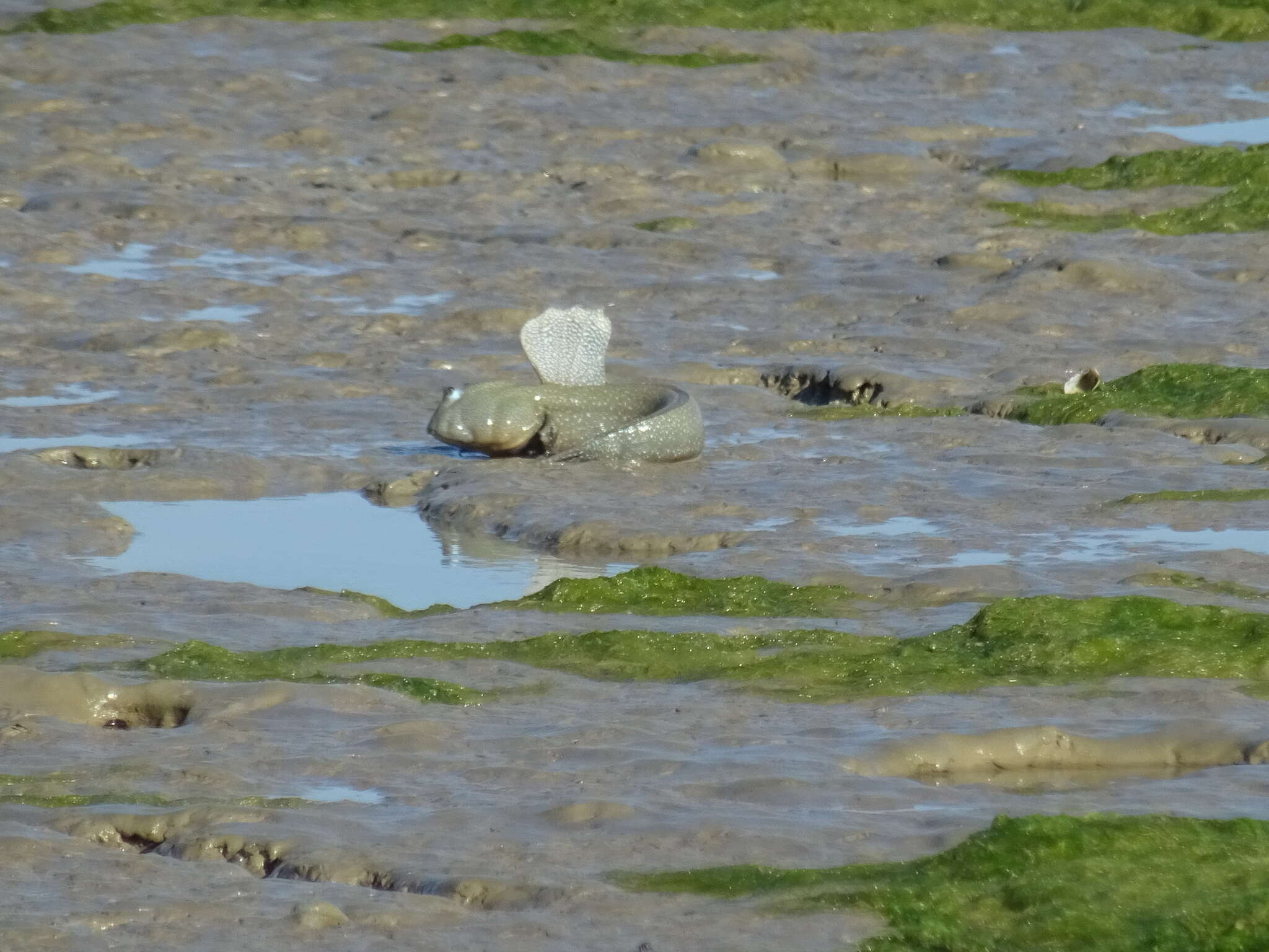 Image of Blue-spotted mud-hopper