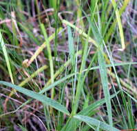 Image of fewflower milkweed