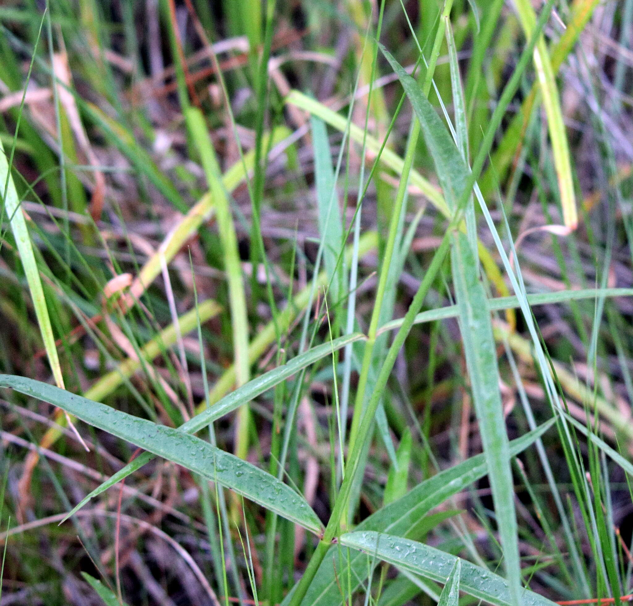 Imagem de Asclepias lanceolata Walt.