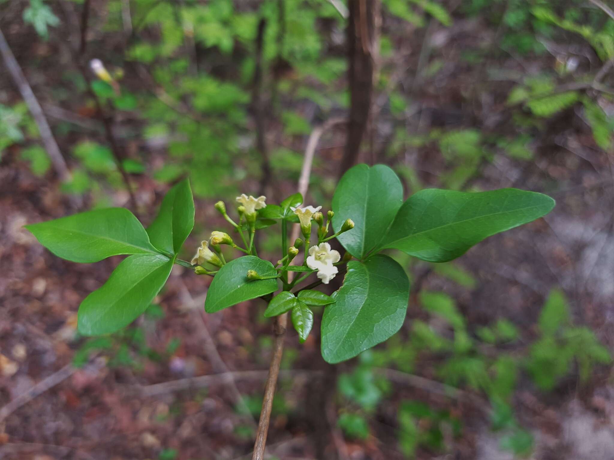 Imagem de Vitex pervillei Baker