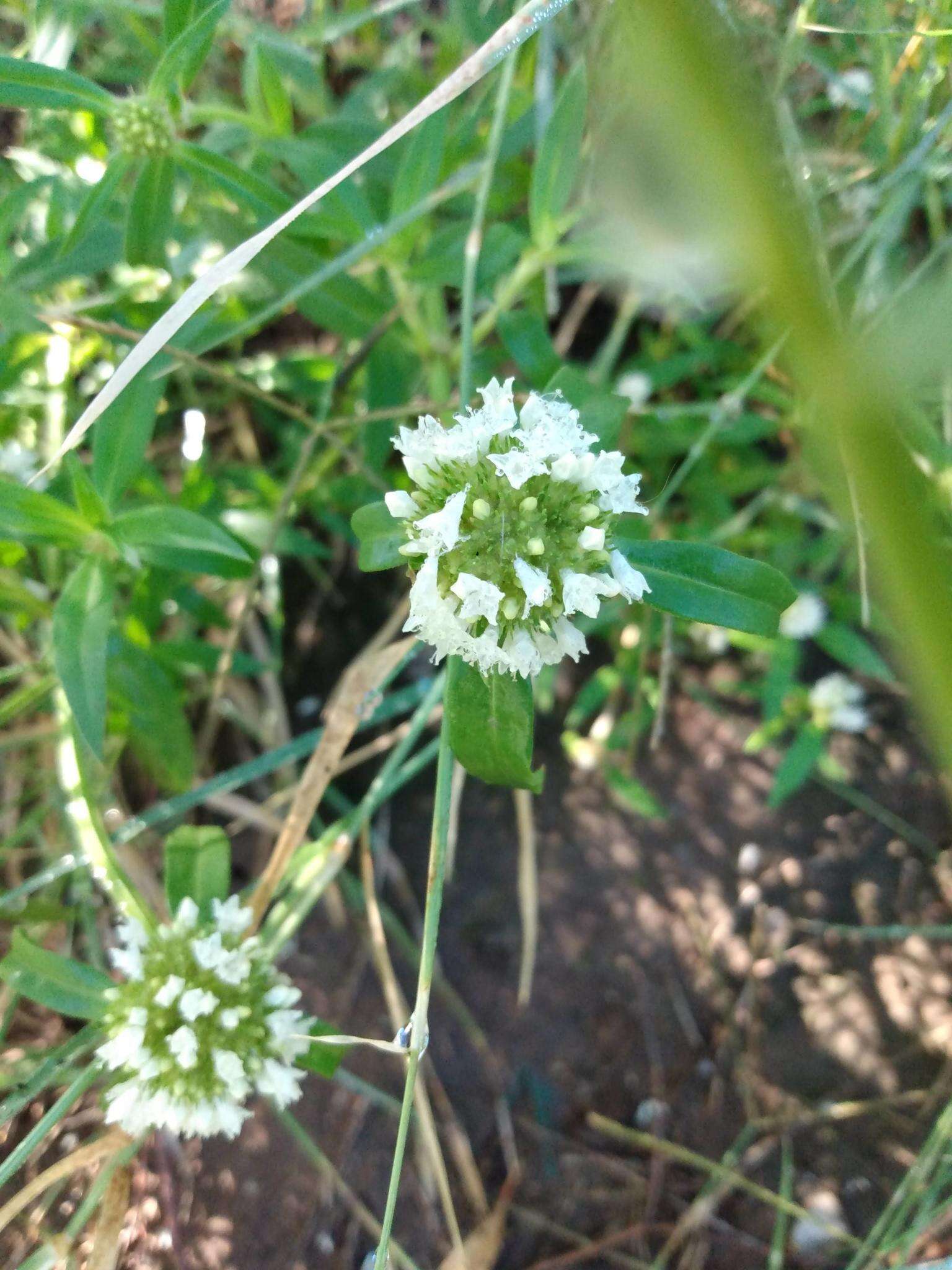 Imagem de Spermacoce densiflora (DC.) Alain