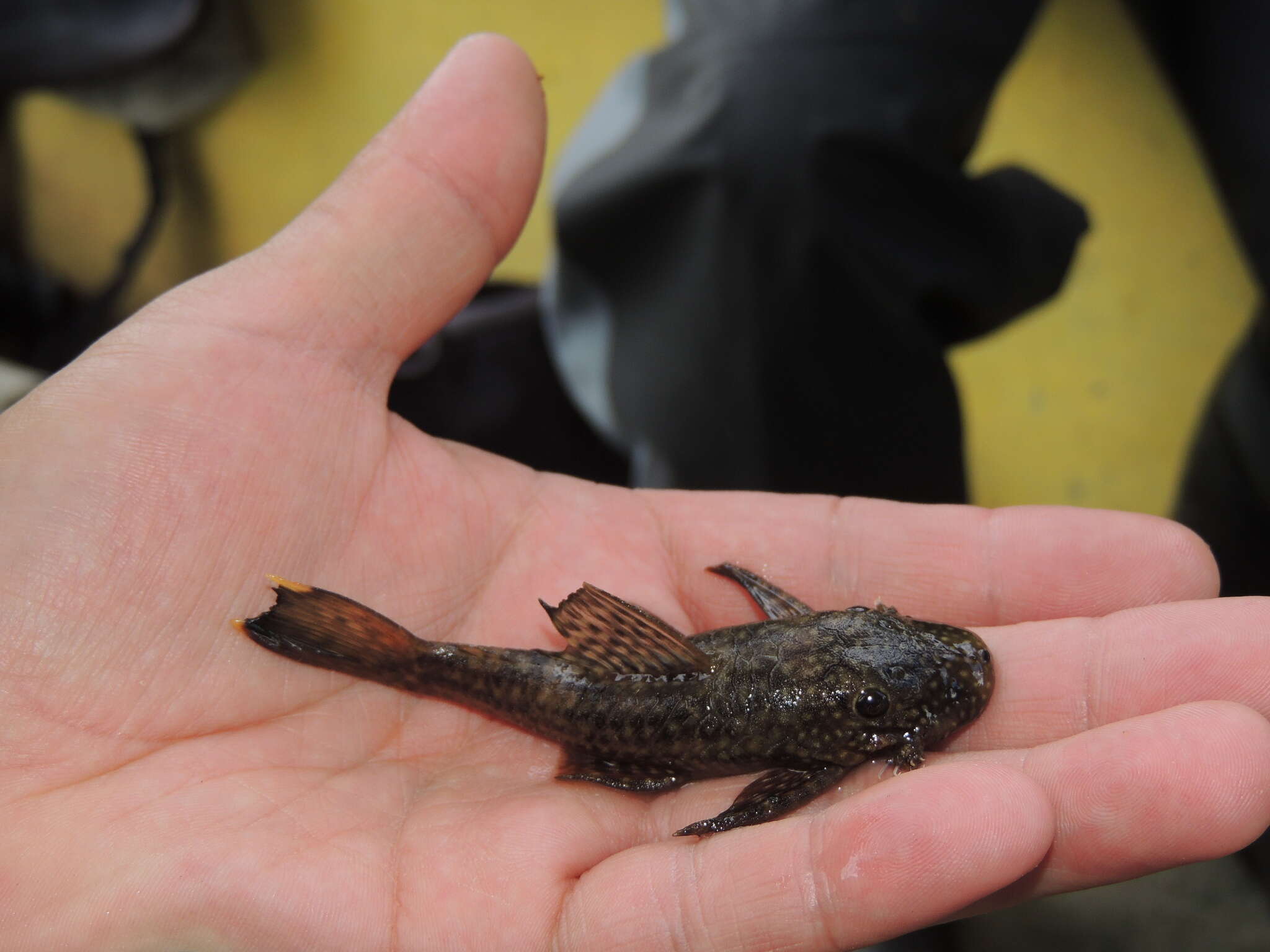 Image of Ancistrus malacops (Cope 1872)