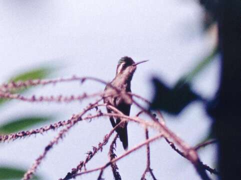 Image of Golden-crowned Emerald