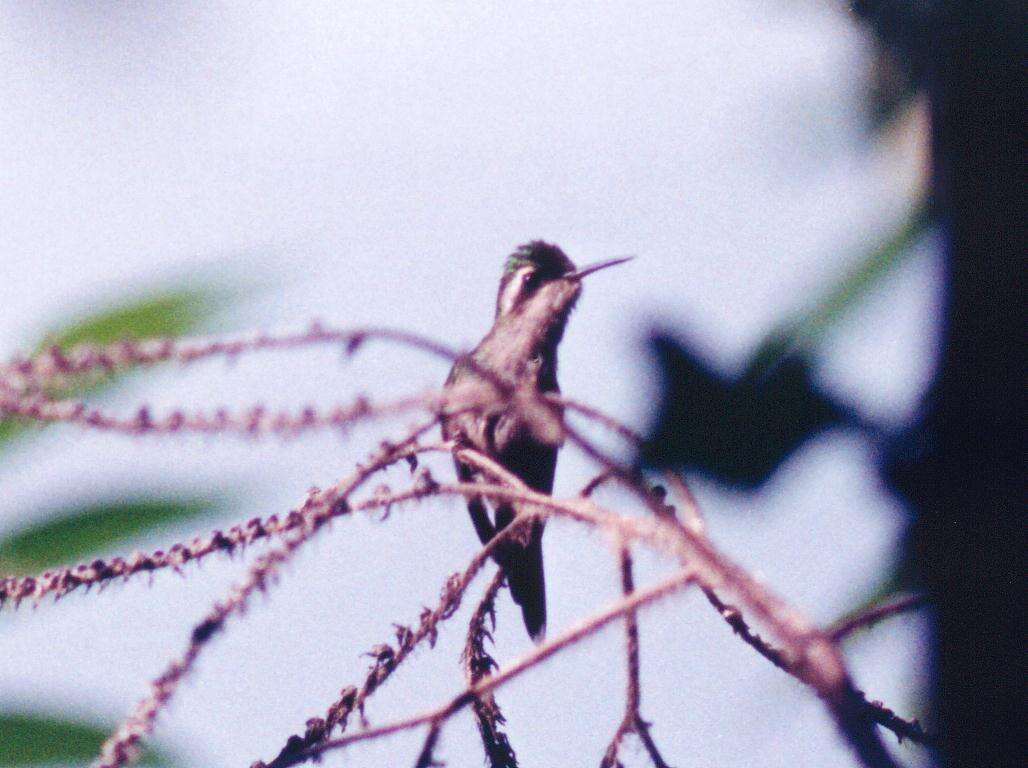 Plancia ëd Cynanthus auriceps (Gould 1852)