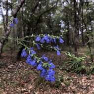 Image of <i>Salvia <i>azurea</i></i> subsp. azurea