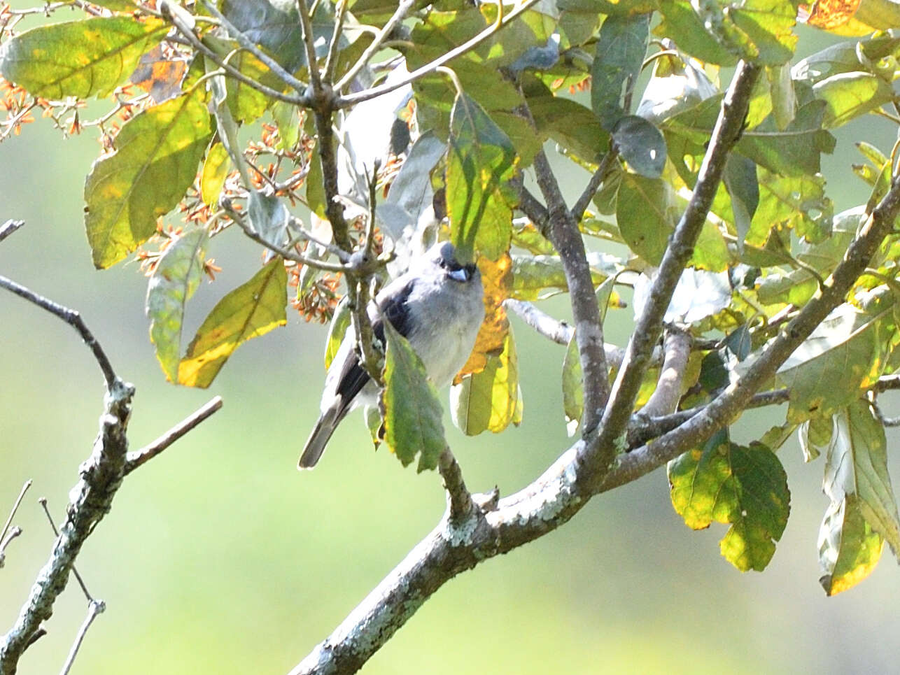 Image of Plain-colored Tanager