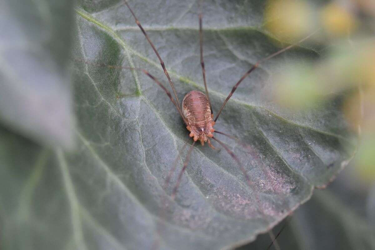 Image de Opilio canestrinii (Thorell 1876)