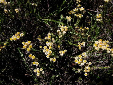 Image of Needle Everlasting