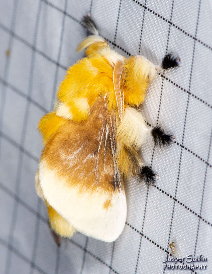 Image of Southern Flannel Moth