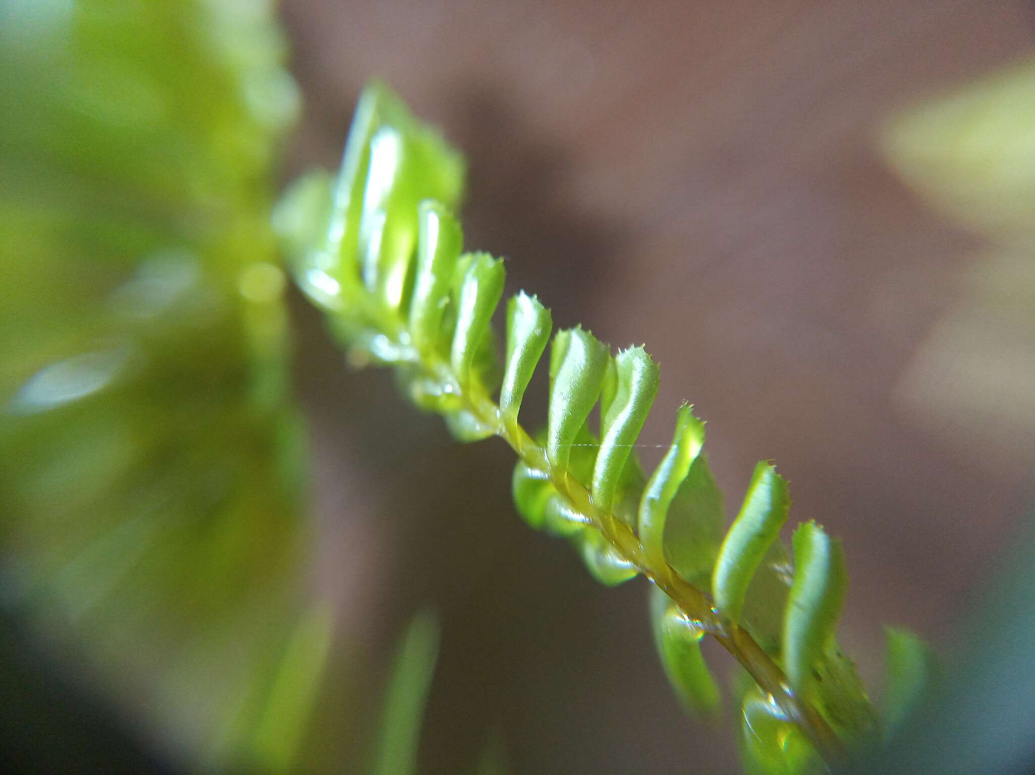 Image of Plagiochila deltoidea Lindenb.