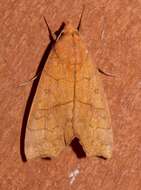 Image of Yellow Scallop Moth