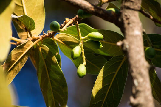 Plancia ëd Prunus zingii Standl.