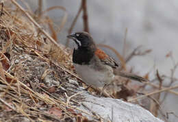 Image of Black-chested Sparrow