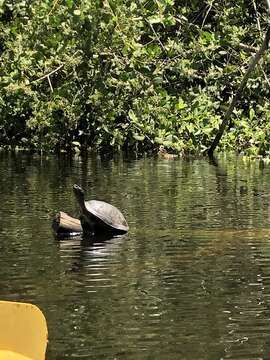 Image of Hispaniolan Slider Turtle