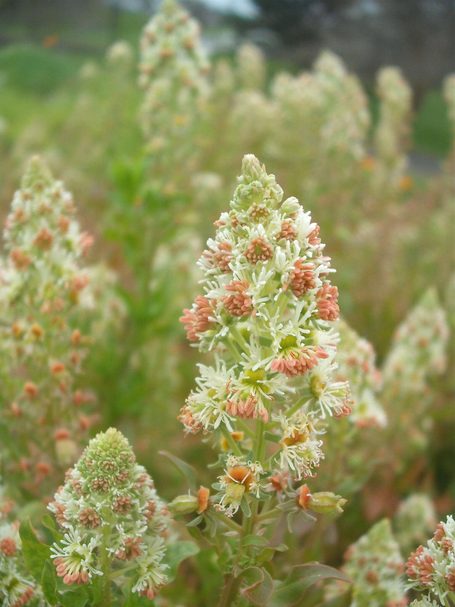 Image of garden mignonette