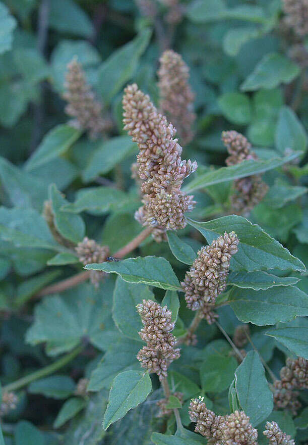 Image of largefruit amaranth