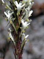 Image of Fringe Falseslugwort