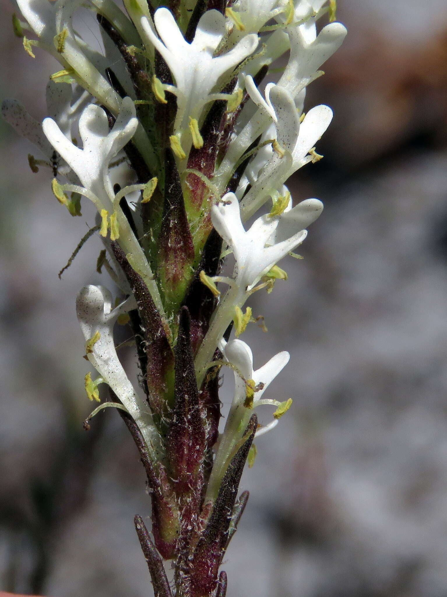 Image of Fringe Falseslugwort
