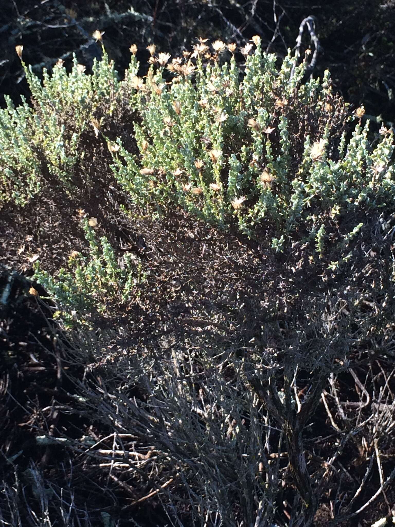 Image of California goldenbush