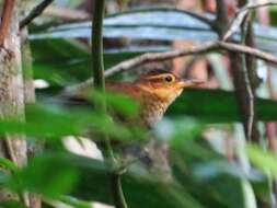 Image of Buff-throated Foliage-gleaner