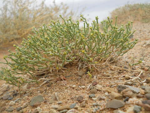 Image of Anabasis brevifolia C. A. Mey.