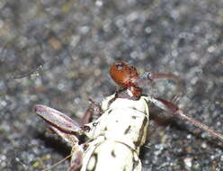 Image of Prosopocera (Paralphitopola) maculosa (Pascoe 1858)