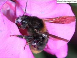 Image of Bombus koreanus (Skorikov 1933)