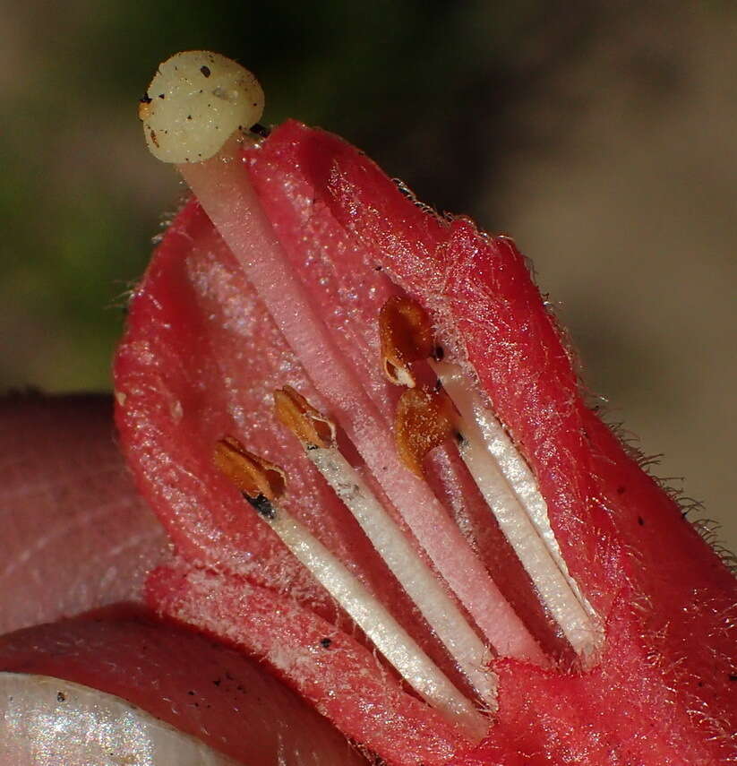 Image of Hyobanche glabrata Hiern