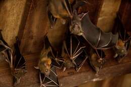 Image of Common Short-nosed Fruit Bat