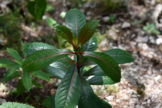 Image of shrubby fuchsia