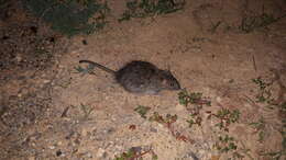 Image of Australian Long-haired Rat