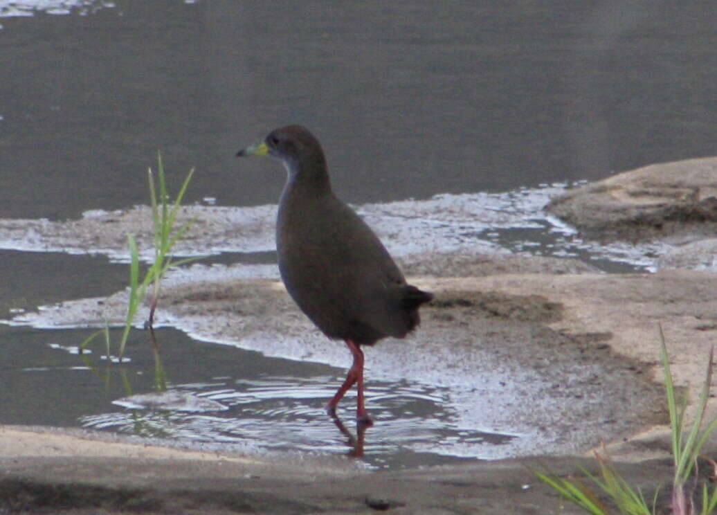 Image of Brown Crake