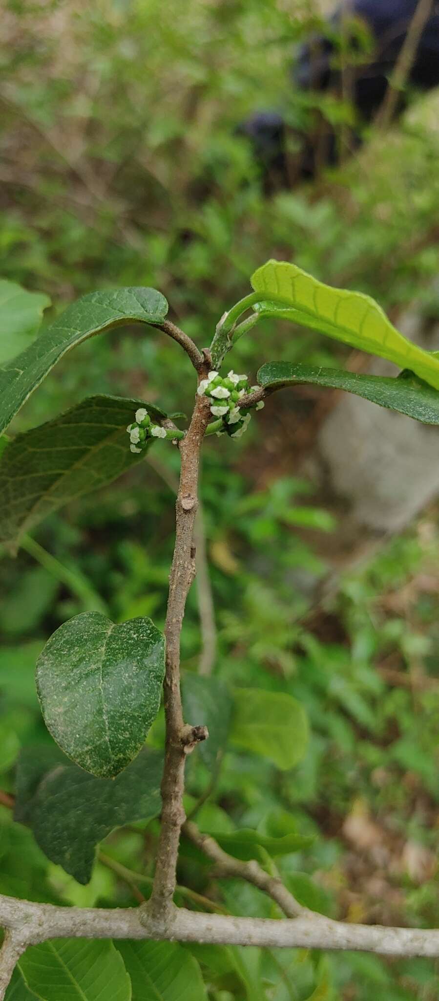 Image of Sorocea sprucei (Baill.) Macbr.