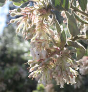 Image of pinkbracted manzanita