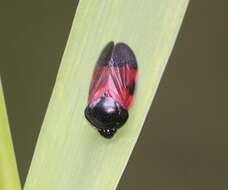 Image of Cosmoscarta pulchella Butler 1874