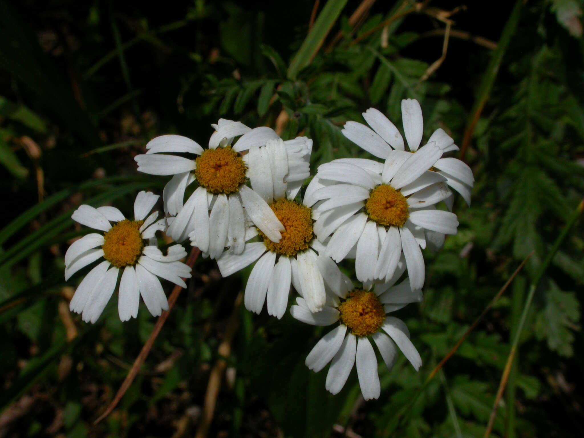 Image of Tanacetum corymbosum subsp. corymbosum