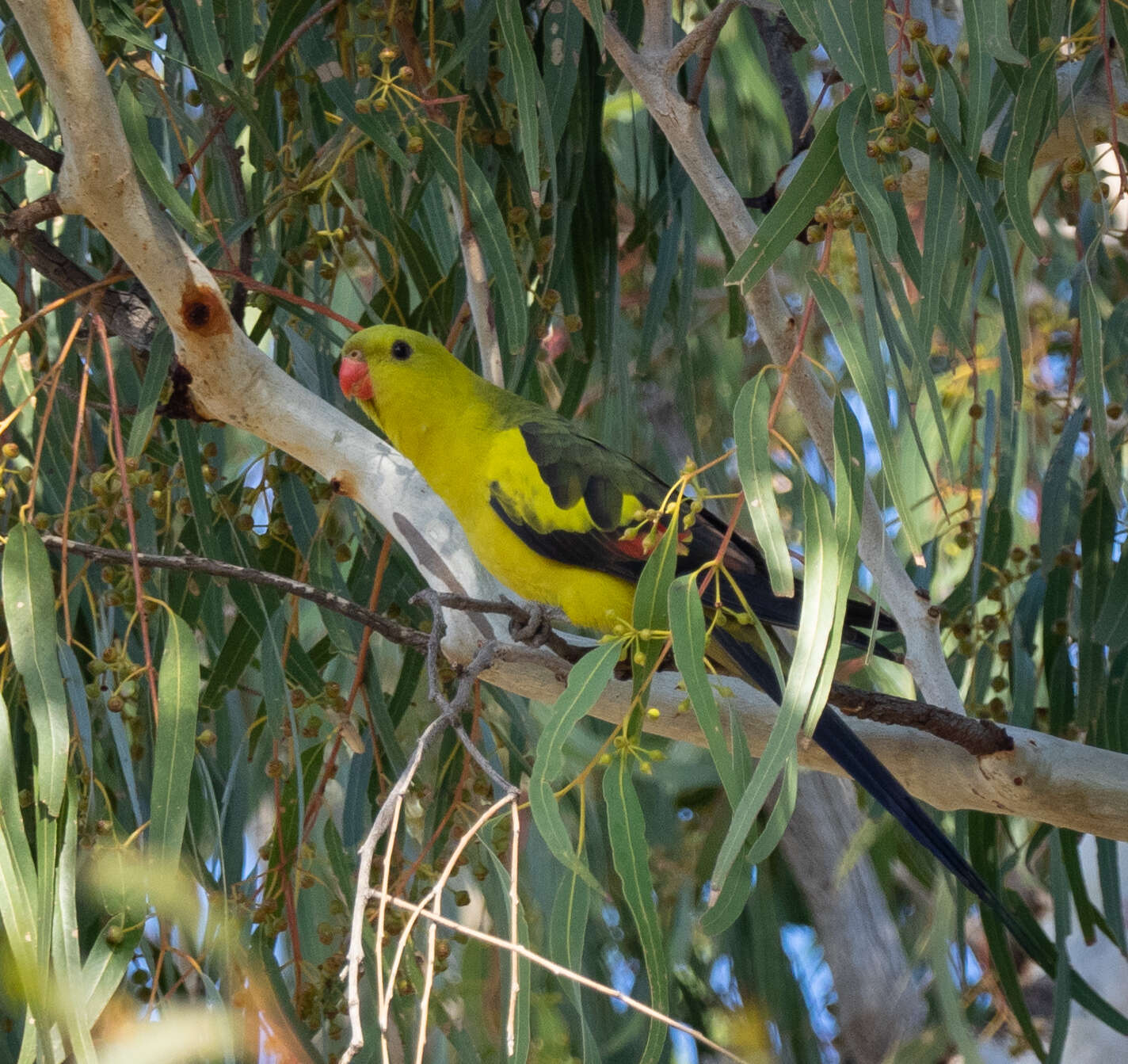 Image of Polytelis anthopeplus monarchoides Schodde 1993