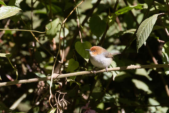 Image of Artisornis Friedmann 1928