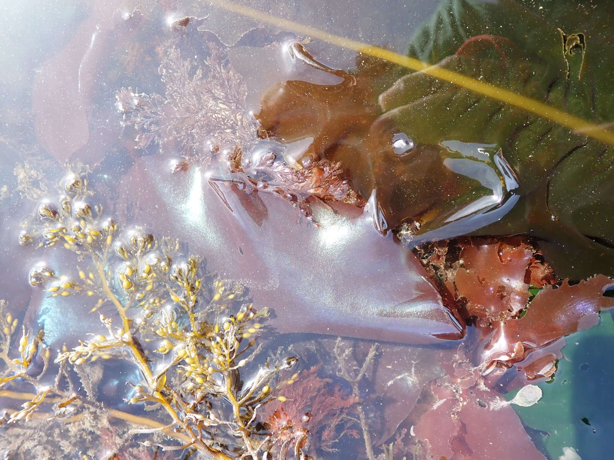 Image of Stephanocystis geminata