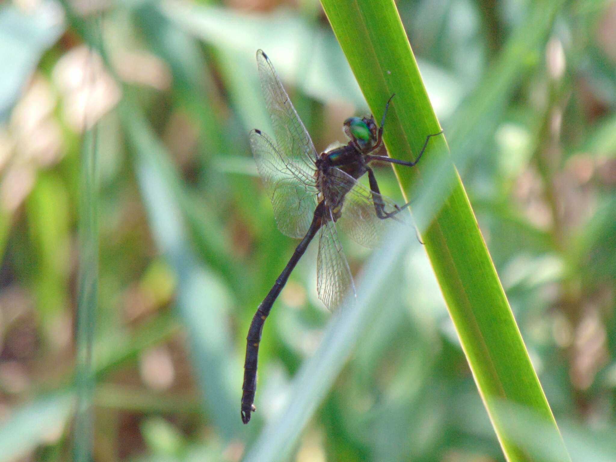 Image of Mocha Emerald