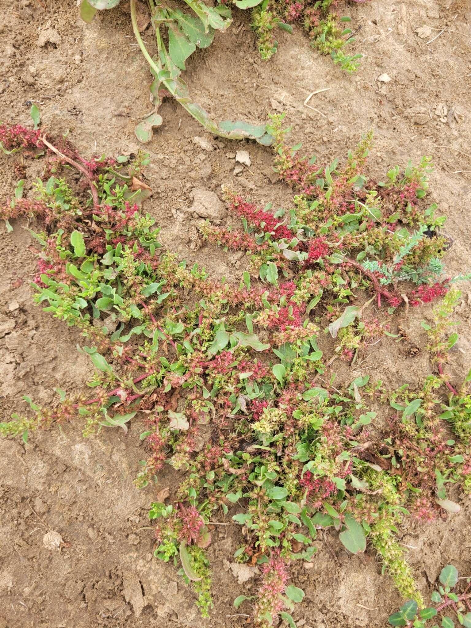 Image of Rumex marschallianus Rchb.