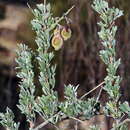 Image of Wiborgia leptoptera subsp. cedarbergensis R. Dahlgren