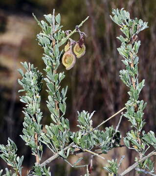 Imagem de Wiborgia leptoptera R. Dahlgren