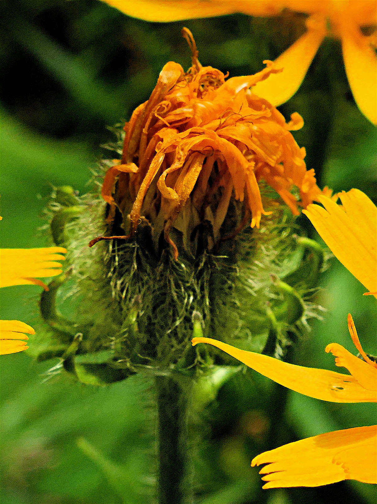 Image of Pyrenean Hawksbeard